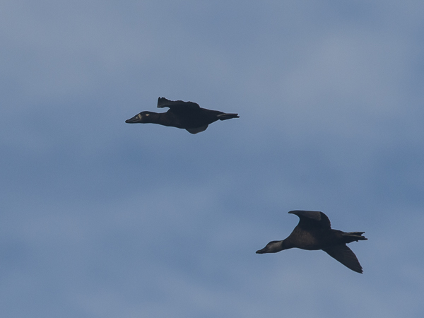 Pilkkaniska, Surf Scoter, Melanitta perspicillata